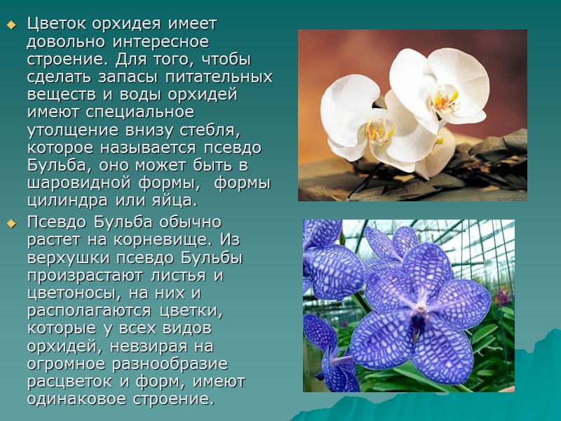 Цветок орхидея имеет довольно интересное строение. Для того, чтобы сделать запасы питательных веществ и Цветок орхидея имеет довольно интересное строение. Для того, чтобы сделать запасы питательных веществ и